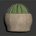 Green Cactus Plant with Spiky Thorns in Terracotta Pot on Dark Reflective Surface