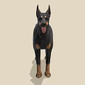 Doberman Pinscher Standing Alert In Profile With Black And Tan Coat Ears Perked