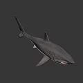 Realistic 3D Shark Model With Sharp Teeth And Detailed Gray Body 3d model