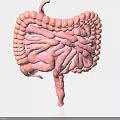 Realistic 3D Rendering of Human Abdominal Organs Showing Intestinal Anatomy Details