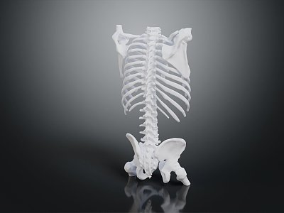 Modern Skeleton Human Body Skeleton Human Body model