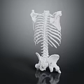 Anatomical Human Skeleton Model With Spine And Ribs For Medical Teaching