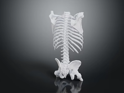 Anatomical Human Skeleton Model With Spine And Ribs For Medical Teaching 3d model