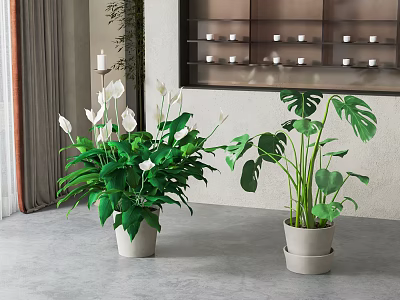 Indoor Potted Plants With White Flowers And Large Green Leaves In Modern Space 3d model