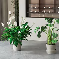 Indoor Potted Plants With White Flowers And Large Green Leaves In Modern Space