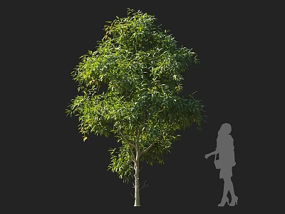 Tall Lush Green Arbor With Dense Foliage Next To Human Silhouette 3d model