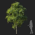 Tall Lush Green Arbor With Dense Foliage Next To Human Silhouette