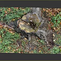 Rustic Wooden Stump and Natural Stone Artwork in Lush Green Plants with Fallen Leaves