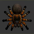 Realistic Tarantula Spider With Orange And Black Striped Legs On Dark Background