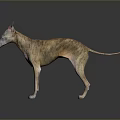 3D Model of Italian Greyhound Dog Standing on Shiny Floor with Dark Background