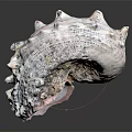 Spiky Conch Shell With Textured Surface And Grayish White Color On Black Background