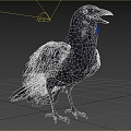 Modern American Crow Birds Animal Creatures 3d model