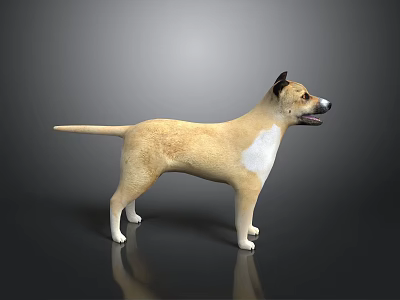 Light Brown Dog With White Patches 3D Model Standing On Shiny Reflective Gray Gradient Floor 3d model