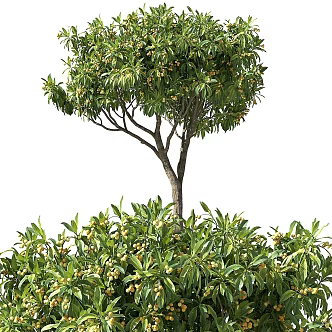 Modern Tree Fruit Tree Loquat Tree 3d model