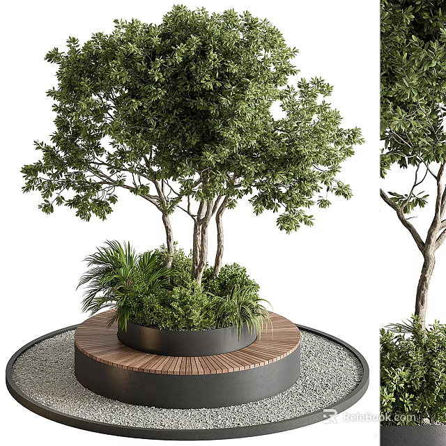 Lush Ornamental Tree with Circular Wooden Planter Gravel and Low Green Plants 3d model 
