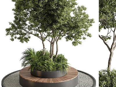 Lush Ornamental Tree with Circular Wooden Planter Gravel and Low Green Plants 3d model