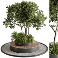Lush Ornamental Tree with Circular Wooden Planter Gravel and Low Green Plants
