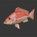 Red Aquatic Fish With Red Scales Fins Black Eyes On Dark Background With Reflection