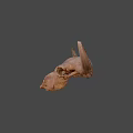 Detailed Bovine Skull With Natural Bone Texture And Horns Close Up View