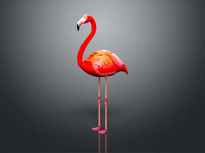 Elegant Red Flamingo Standing Gracefully On Dark Background With Clear Reflection 3d model