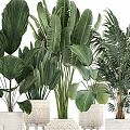 Various Green Leafy Potted Plants With Woven Planters For Indoor Decoration