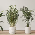 Various Types Of Potted Green Plants In White Ceramic Pots For Home Decor