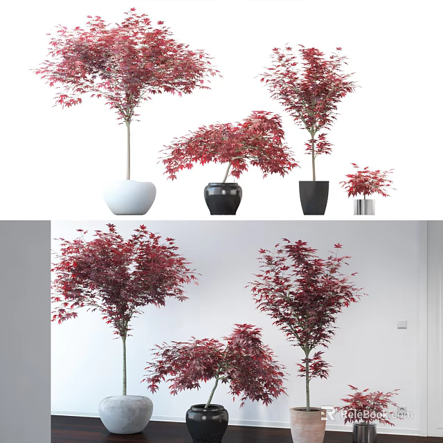Red Leaf Bonsai Potted Plants in Various Sizes with Different Planters for Indoor Decoration 3d model 