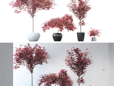 Red Leaf Bonsai Potted Plants in Various Sizes with Different Planters for Indoor Decoration 3d model