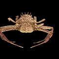 Unique Brown Crab With Spiky Shell And Long Legs On Black Background 3d model