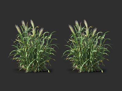 Two Clumps Of Lush Green Ornamental Grass With Tall Spikes And Long Leaves 3d model