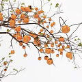 Two Tall Trees with Orange Fruits and Green Leaves on White Background