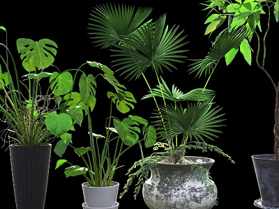 Potted Plants With Monstera Leaves Palm Fronds And Ceramic Vintage Planters 3d model