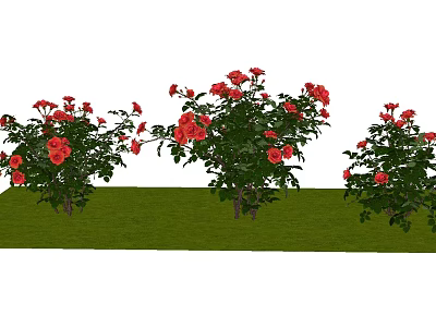 Beautiful Blooming Red Rose Bushes Growing On Lush Green Grass 3d model