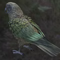 Kea Parrot Flying Animal With Green Brown Feathers Standing In Natural Habitat