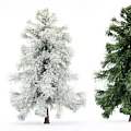 Green Evergreen Trees With Snow Covered Branches And Lush Foliage In White Background