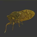 Detailed Cicada With Transparent Brown Textured Wings And Segmented Body On Dark Background