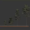 Different Sizes Pine Trees Growing On Green Grass With Red Border Base