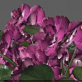 Lush Purple Flower Blooms With Fresh Green Leaves In Vibrant Garden