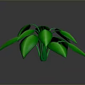 Lush Green Leafy Plant With Vibrant Fresh Leaves And Glossy Foliage