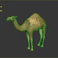 Light Brown Dromedary Camel Standing On Dark Background With Reflective Surface