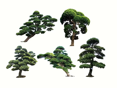 Various Shaped Arbor Trees With Lush Green Canopies And Unique Forms 3d model