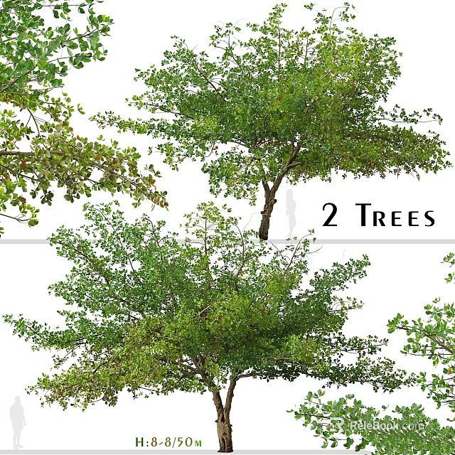 Two Ornamental Garden Trees With Lush Green Foliage And Natural Decorative Look 3d model 