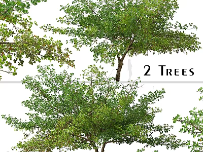 Two Ornamental Garden Trees With Lush Green Foliage And Natural Decorative Look 3d model