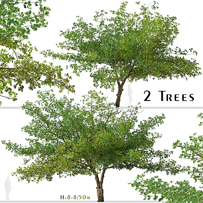 Two Ornamental Garden Trees With Lush Green Foliage And Natural Decorative Look 3d model