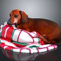 Brown Dachshund Lying On Cozy Red White Green Striped Blanket