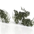 Green Plants With Lush Leaves In Natural Shape On White Background With Reflections