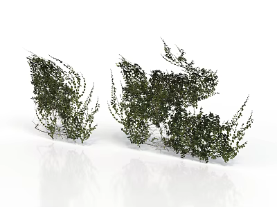 Green Plants With Lush Leaves In Natural Shape On White Background With Reflections 3d model