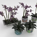 Purple Orchids in Various Decorative Pots with Colorful Patterns as Houseplants