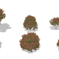 Colorful Garden Shrubs With Red And Green Leaves In Various Shapes