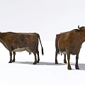Two Brown Reptiles Standing On White Background In Studio